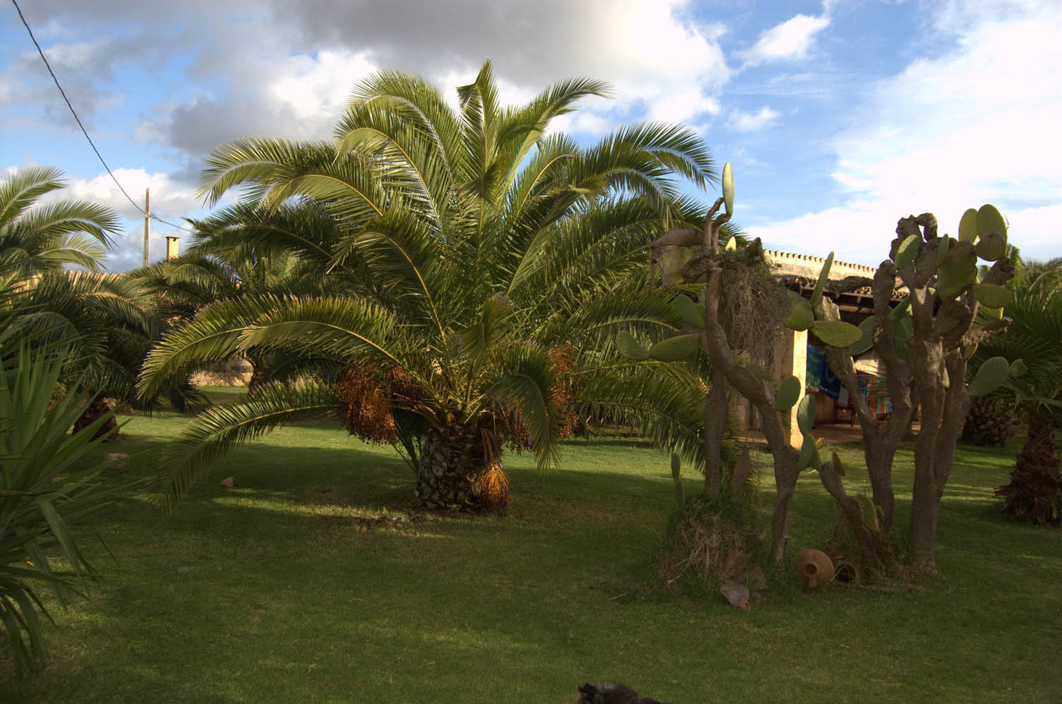 finca Urlaub Mallorca Haus vermieten Wohnung Bauernhof Palma Strand es trenc Schwimmbad Pferde sa rapita ses covetes Ferienvermietung Hochzeit Ferienvermietung Radfahren velo mallorca estrenc 002 