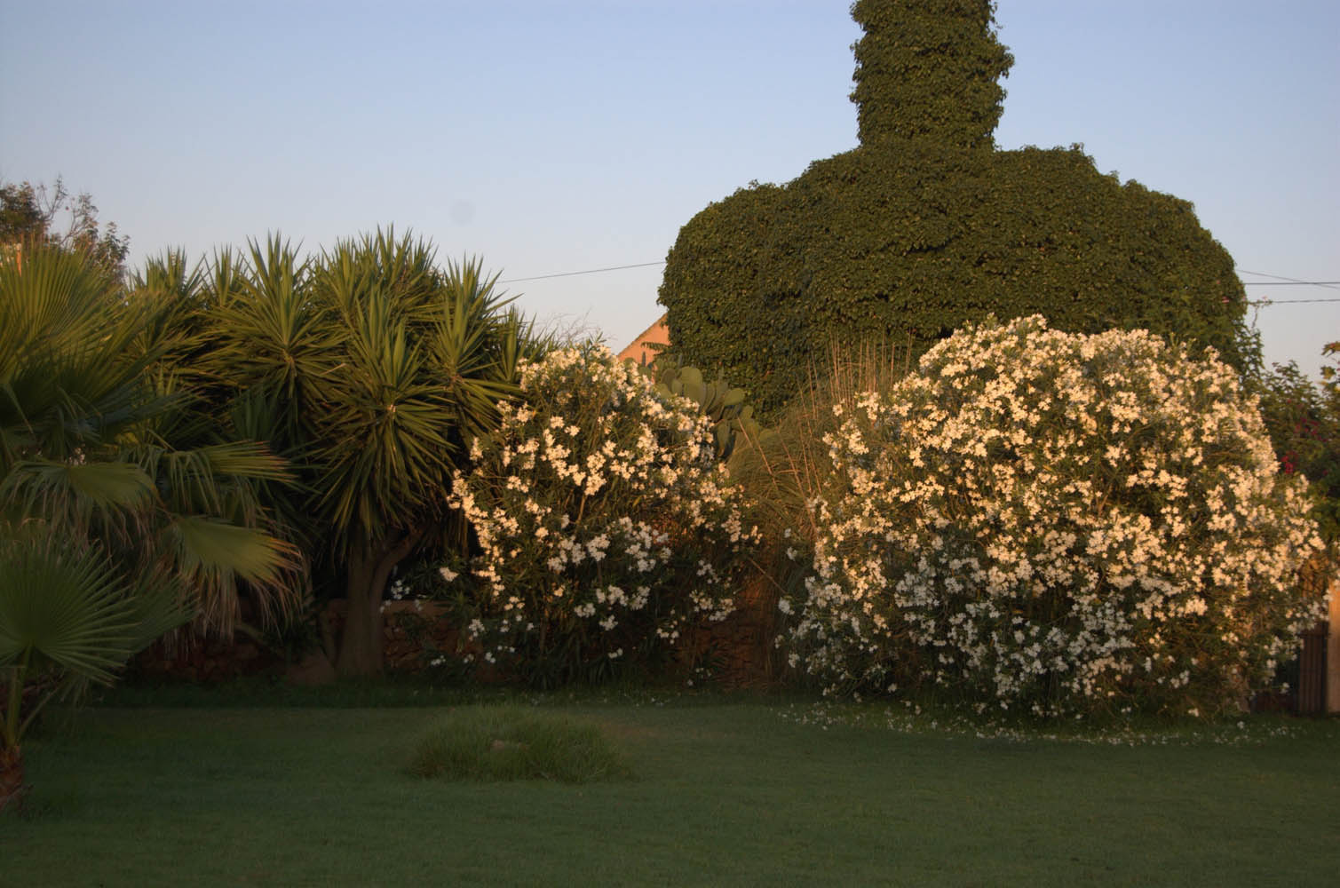 finca Urlaub Mallorca Haus vermieten Wohnung Bauernhof Palma Strand es trenc Schwimmbad Pferde sa rapita ses covetes Ferienvermietung Hochzeit Ferienvermietung Radfahren velo mallorca estrenc 022 