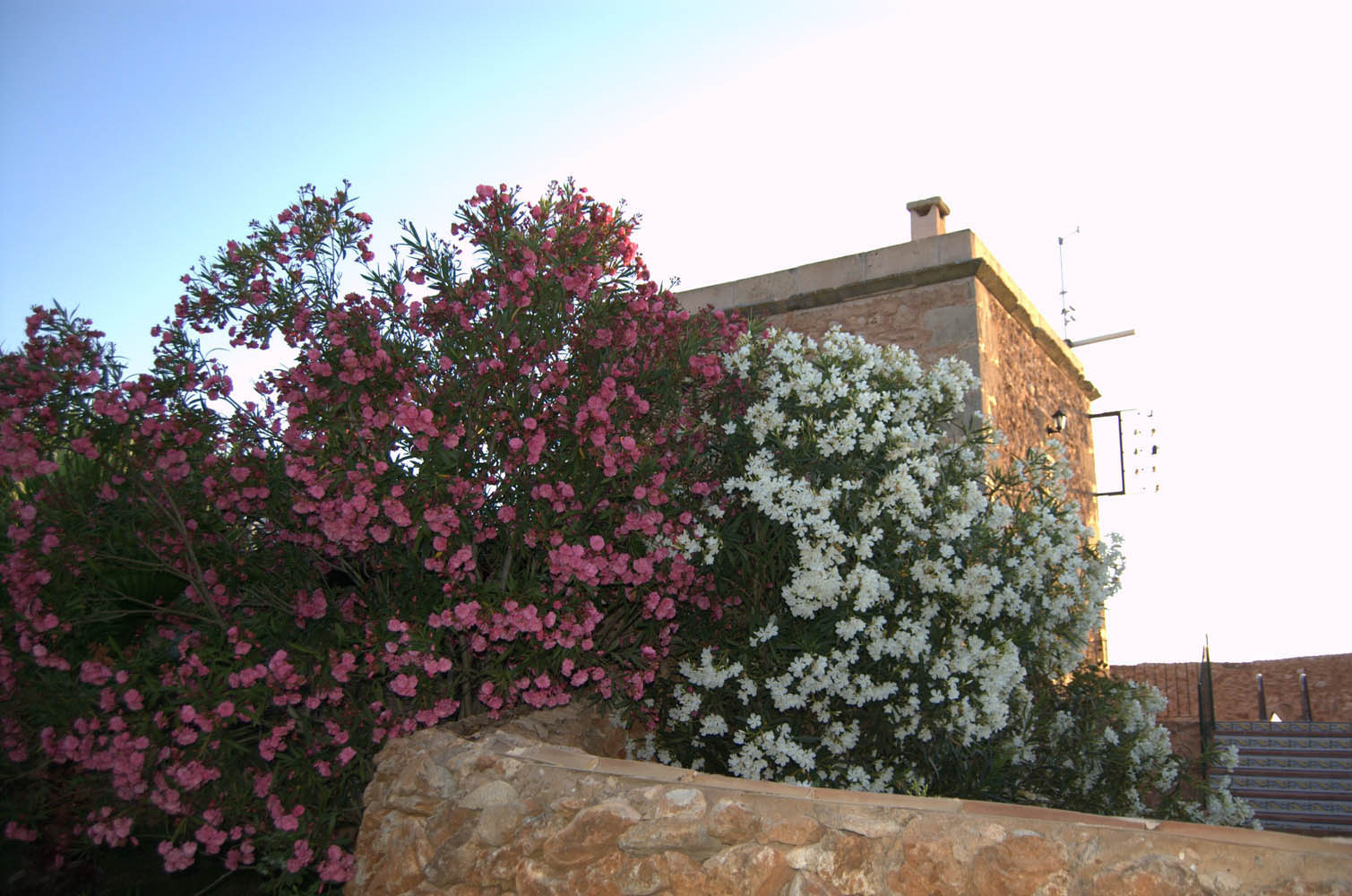 finca Urlaub Mallorca Haus vermieten Wohnung Bauernhof Palma Strand es trenc Schwimmbad Pferde sa rapita ses covetes Ferienvermietung Hochzeit Ferienvermietung Radfahren velo mallorca estrenc 029 