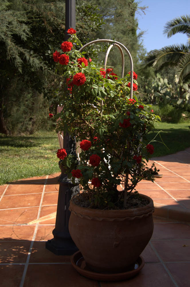 finca Urlaub Mallorca Haus vermieten Wohnung Bauernhof Palma Strand es trenc Schwimmbad Pferde sa rapita ses covetes Ferienvermietung Hochzeit Ferienvermietung Radfahren velo mallorca estrenc 034 