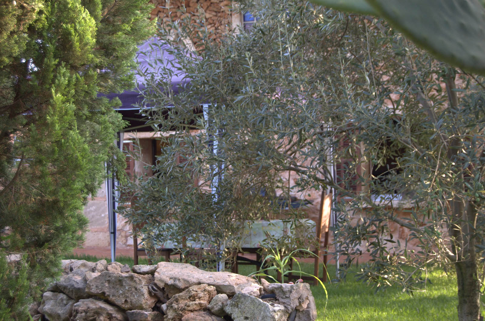 mallorca house apartment Palma Beach es trenc swimming pool horses animals sa rapita ses covetes Finca holiday renting lettings property rent Events seminar cycling 255  