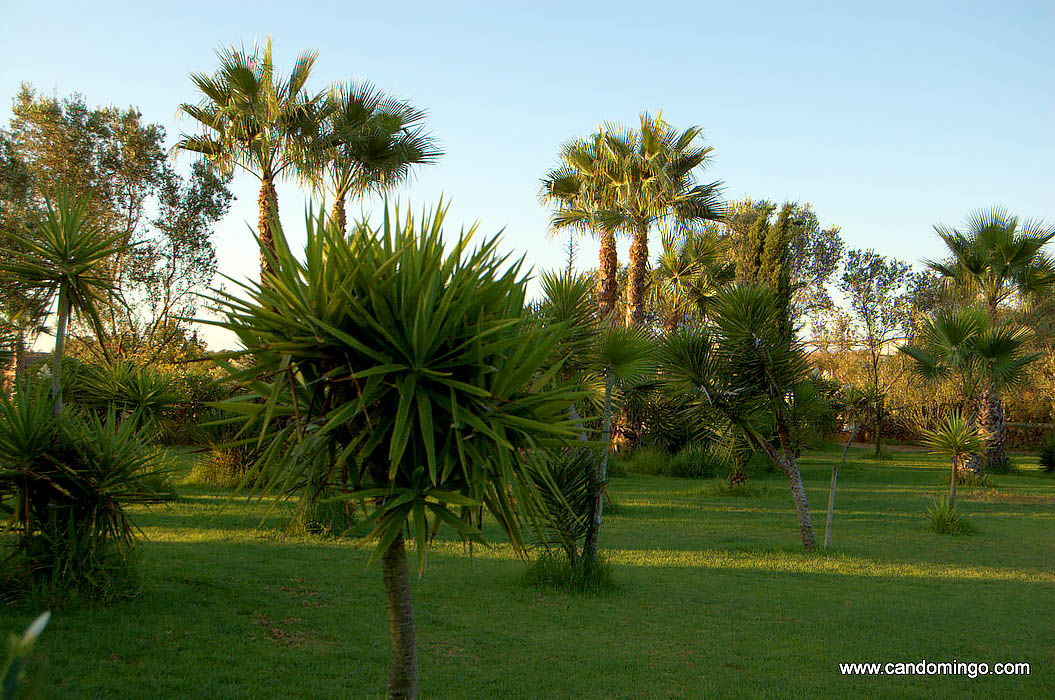 finca-Urlaub-Mallorca-Haus-vermieten-Wohnung-Bauernhof-Palma-Strand-es-trenc-Schwimmbad-Pferde-sa-rapita-ses-covetes-Ferienvermietung-Hochzeit-Ferienvermietung-Radfahren-velo-mallorca-308