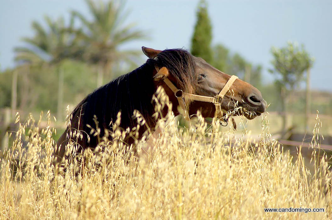 House-apartment-Palma-mallorca-Beach-es-trenc-swimming-pool-horses-animals-sa-rapita-ses-covetes-Finca-holiday-renting-lettings-property-For-rent-Events-seminar-velo-cycling-zh010